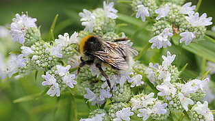 210714_Hummel_auf_Pycnanthemum_tenuifolium_LVGA_Großbeeren