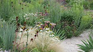 210819_Impression_Parzelle_2_Mulch_Estrichsand_Sommer_LVGA_Großbeeren